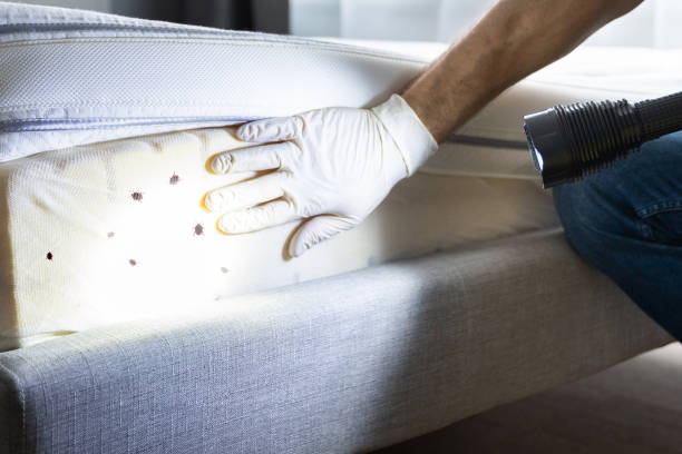 Best Wasp Removal Services  in Horseheads North, NY