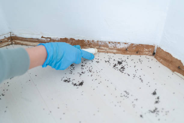 Best Mosquito Control Services  in Horseheads North, NY